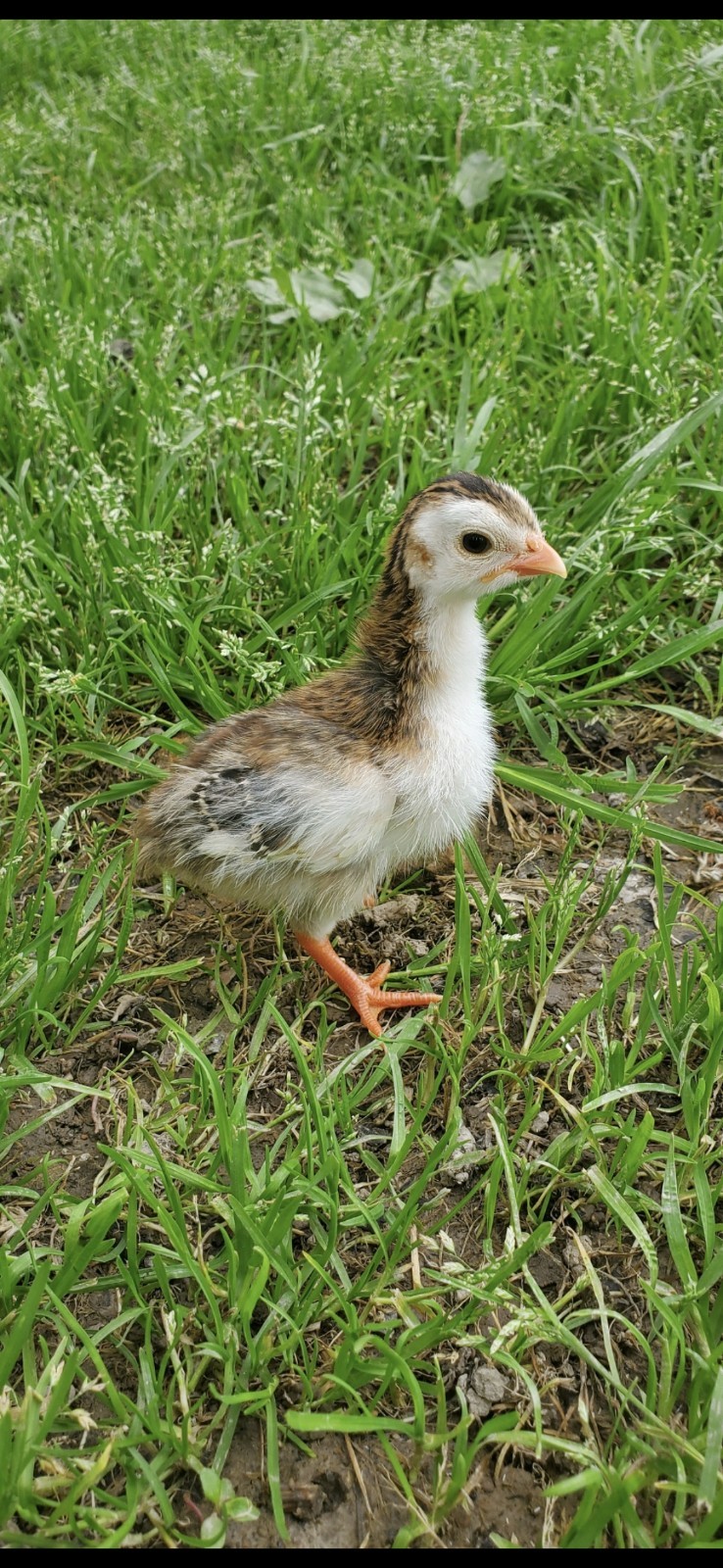24+ 2 Guinea Hatching Eggs- Double Boxed- 5 ⭐️ Reviews