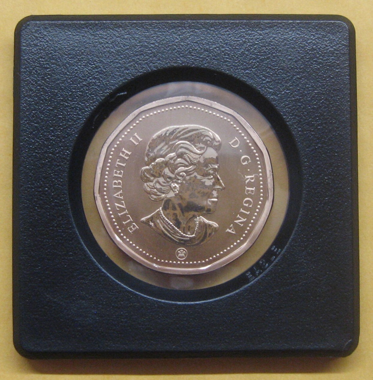 2009(M) Great Blue Heron Loonie Specimen Take a Look