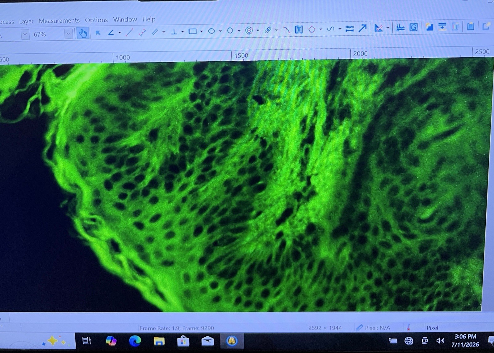 Nikon Labophot 2 LED Fluorescence Microscope CAM + Guarantee