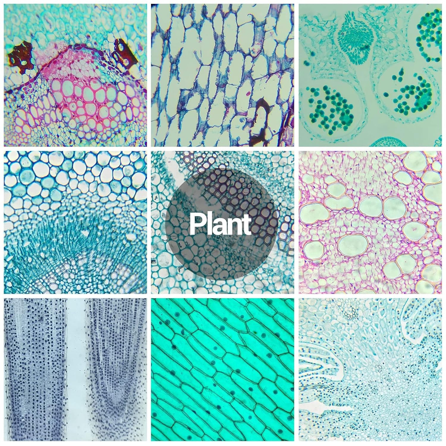 Educational Microscope Slides Kit with 30 Prepared Specimens for Beginners