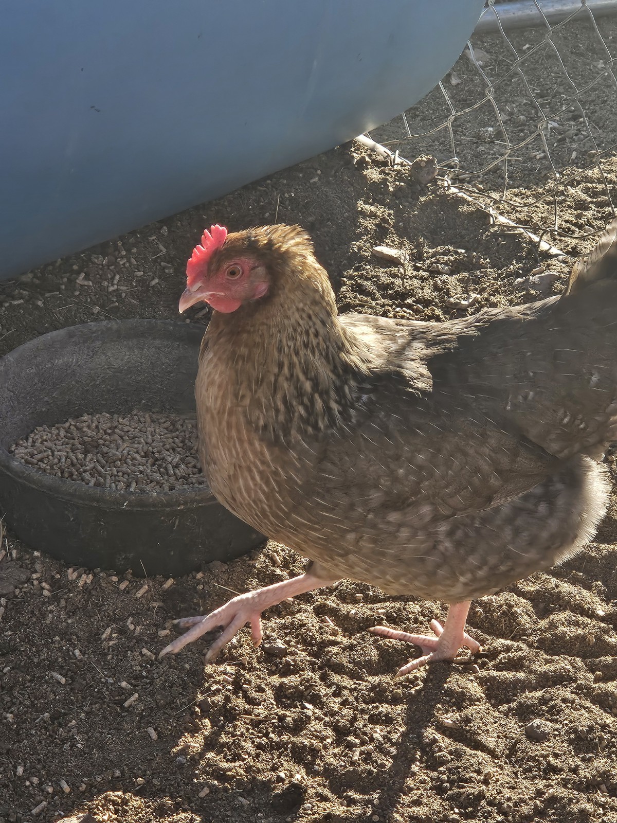 12+ F1 OLIVE EGGERS Hatching Eggs , penedesenca/ Araucana