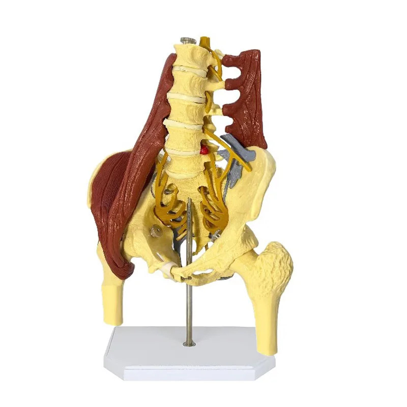 Human Anatomy Model Male Pelvis Anatomical Model with Lumbar Spine and Muscle