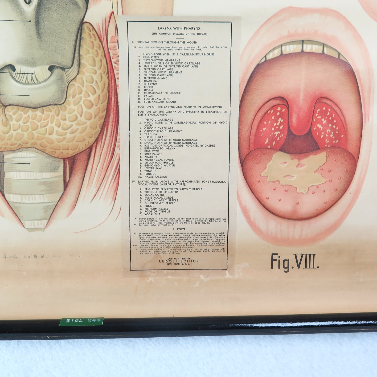 Vintage Larynx & Pharynx Chart Pull Down School Science Academia USA Made Canvas