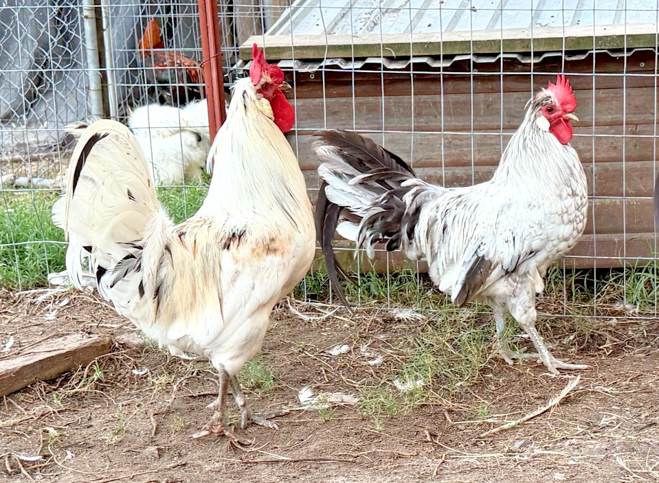 5+ Icelandic Hatching Fertile Hatching Eggs!