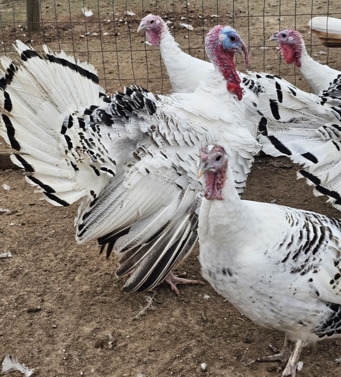 12 Royal Palm Turkey Hatching Eggs