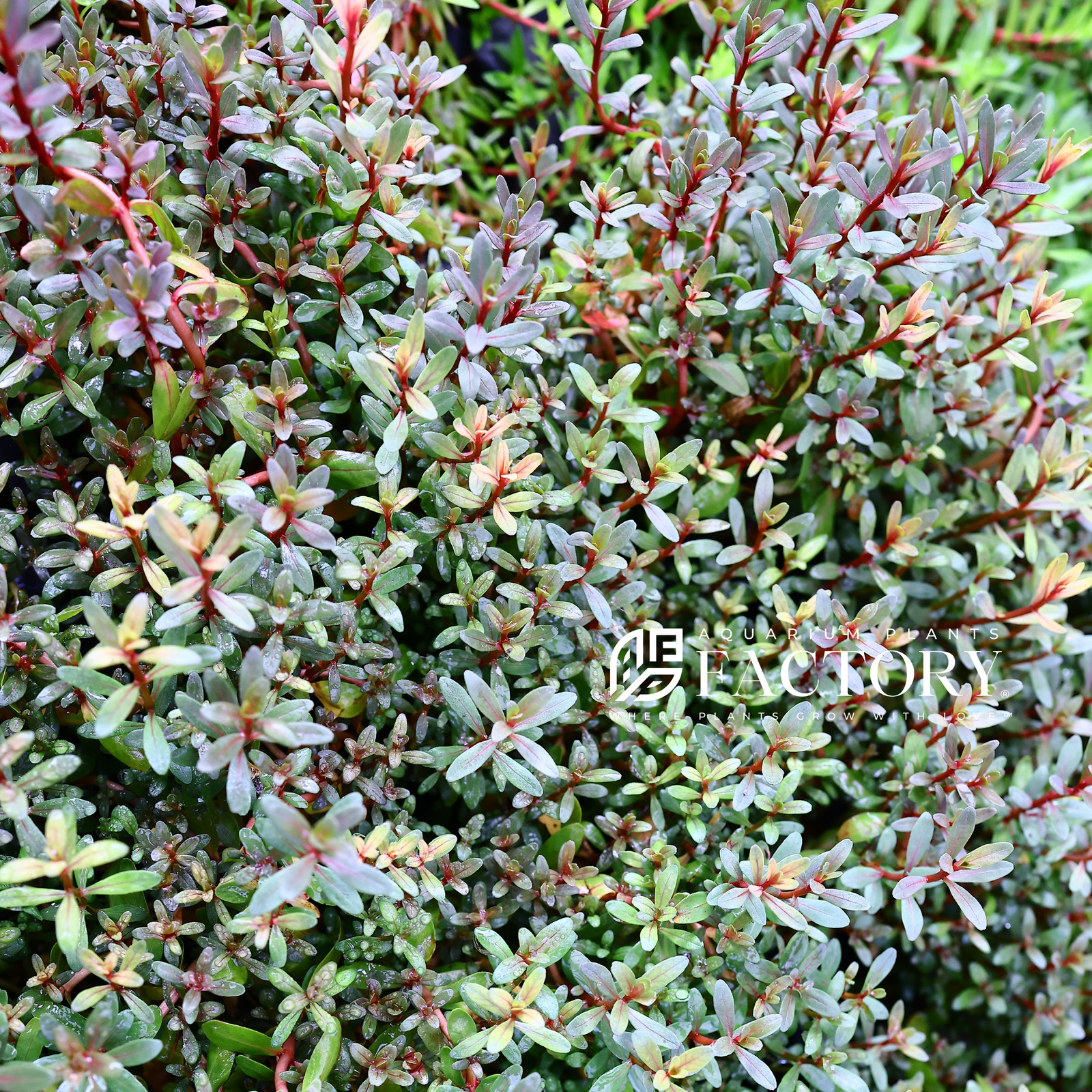 Rotala Sunset | Aquarium Plants Factory®