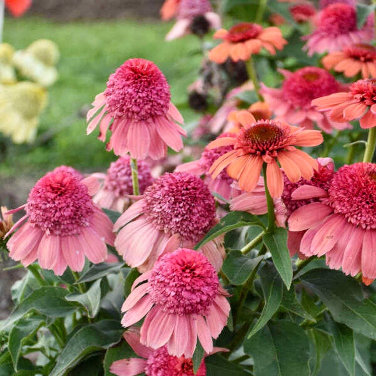 Double Pink Sherbet Coneflower Seeds ~ Echinacea Hybrid ~ Flowering ~ Light Pink