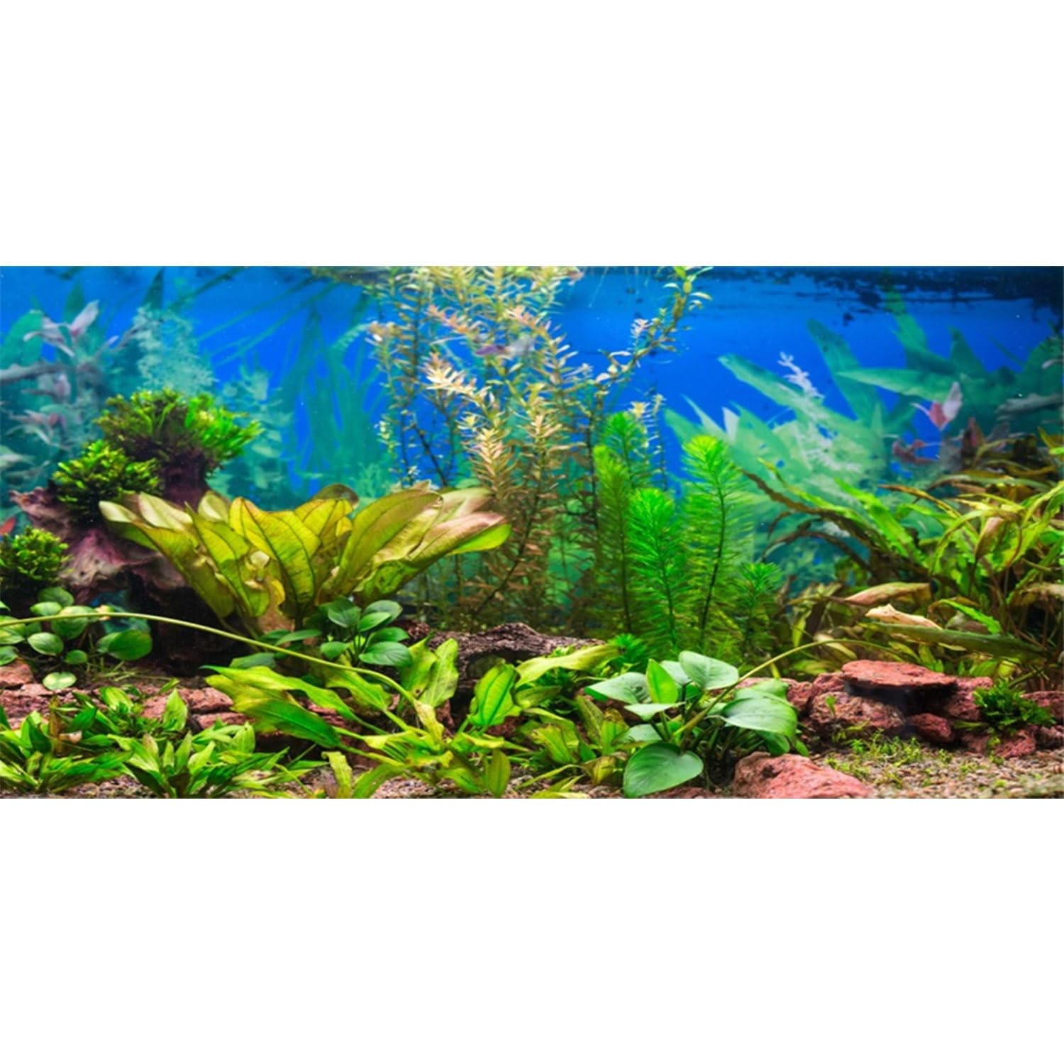 AWERT 48x24 inches Aquarium Background Aquatic Plant River 48x24in/120x60cm