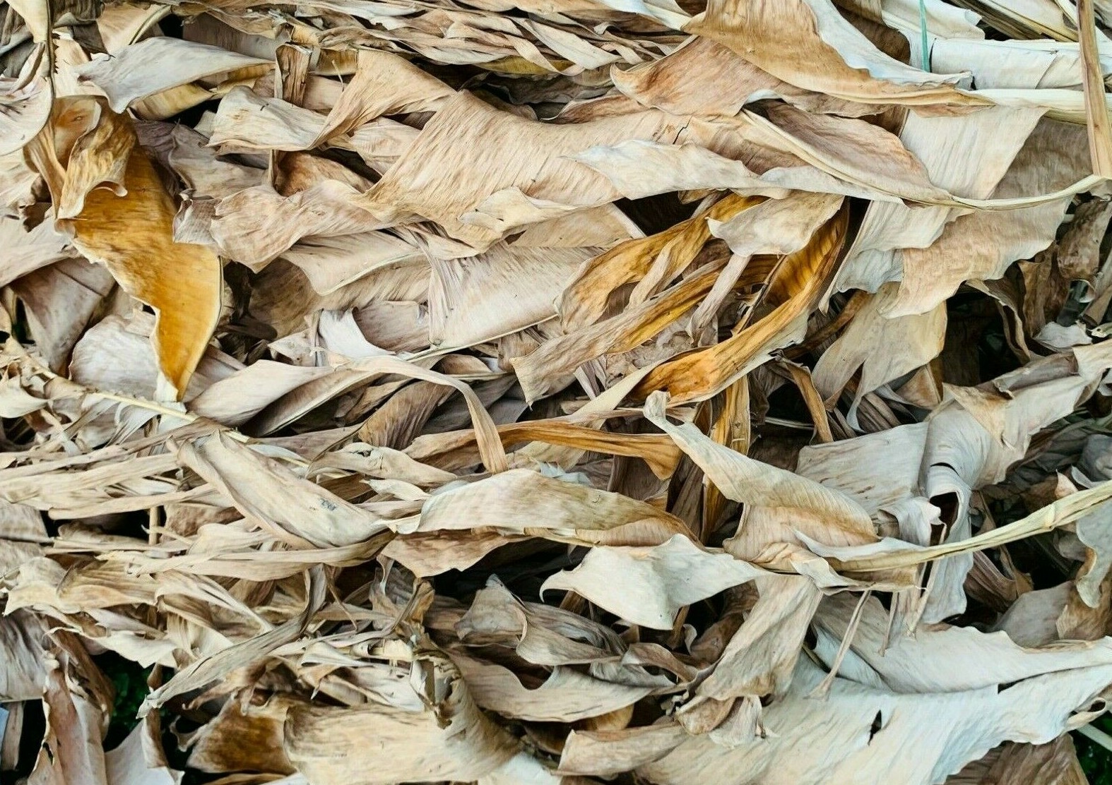 Dried Banana Leaf's  Anti Bacteria Relieve stress Fish Aquarium 226 gm 8 Oz