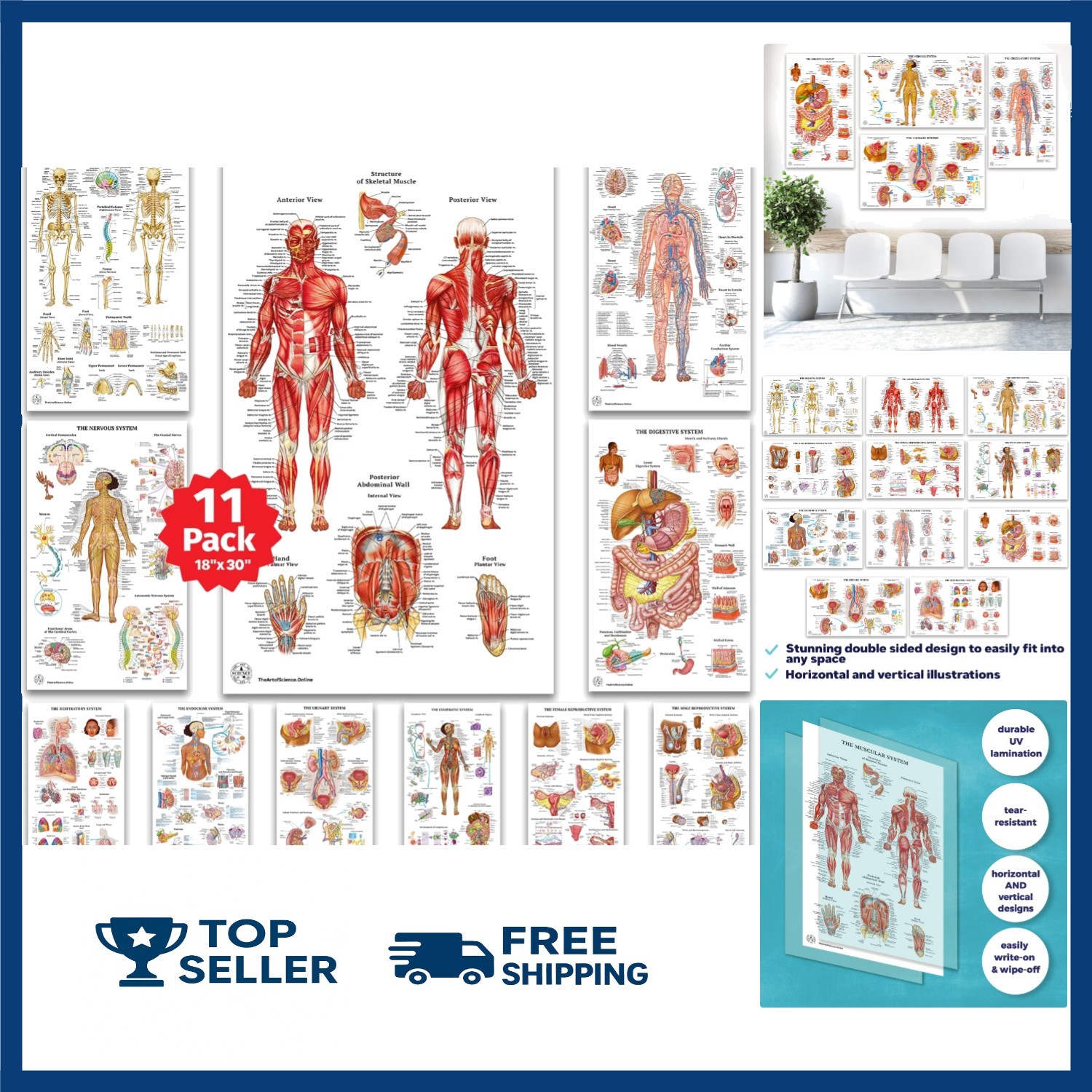 11 Human Anatomy Posters - Medical Posters, Skeletal, Male Female Muscular, Circ