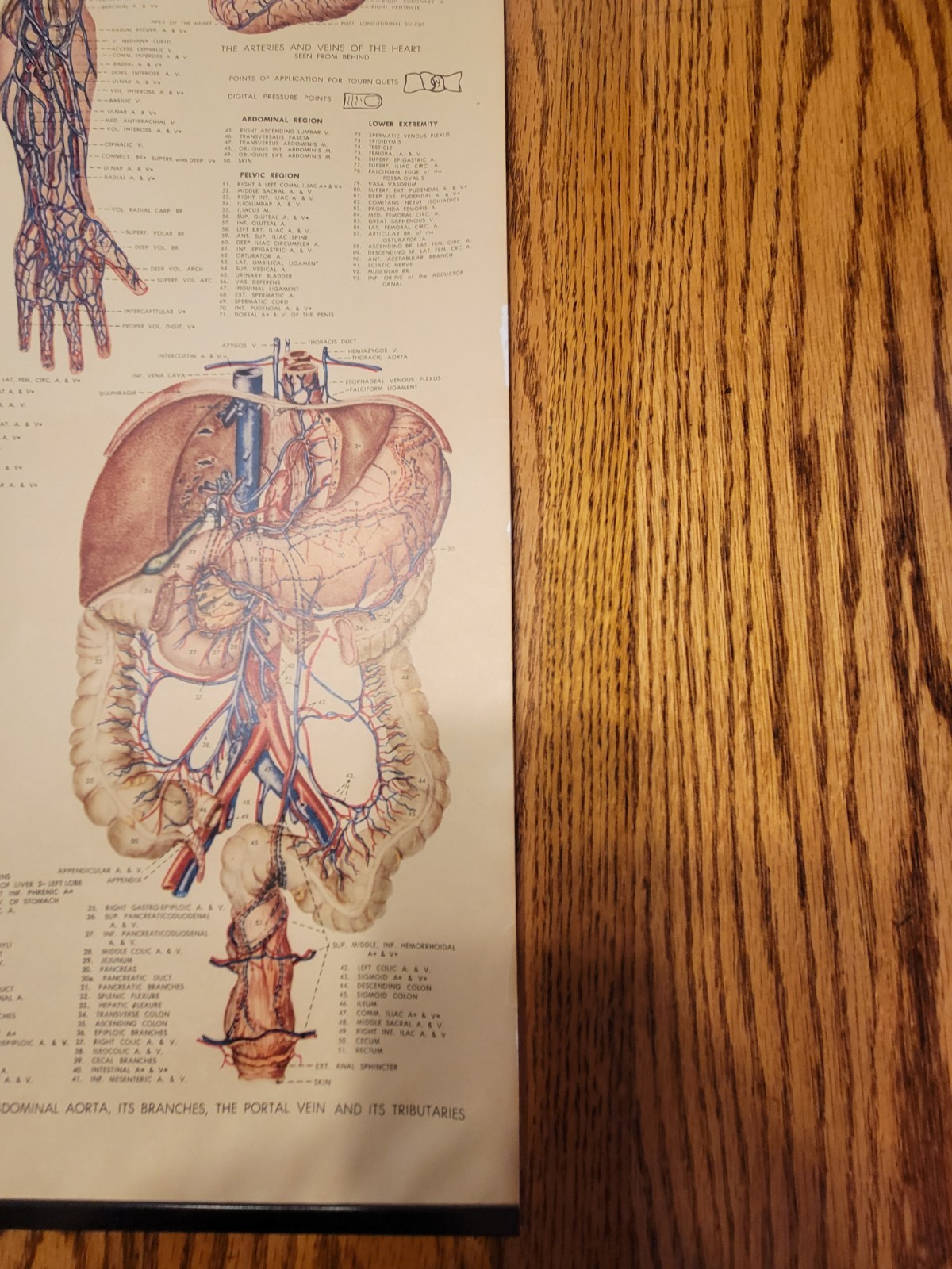 Vintage Peter Bachin Vascular System And Viscera Medical Chart