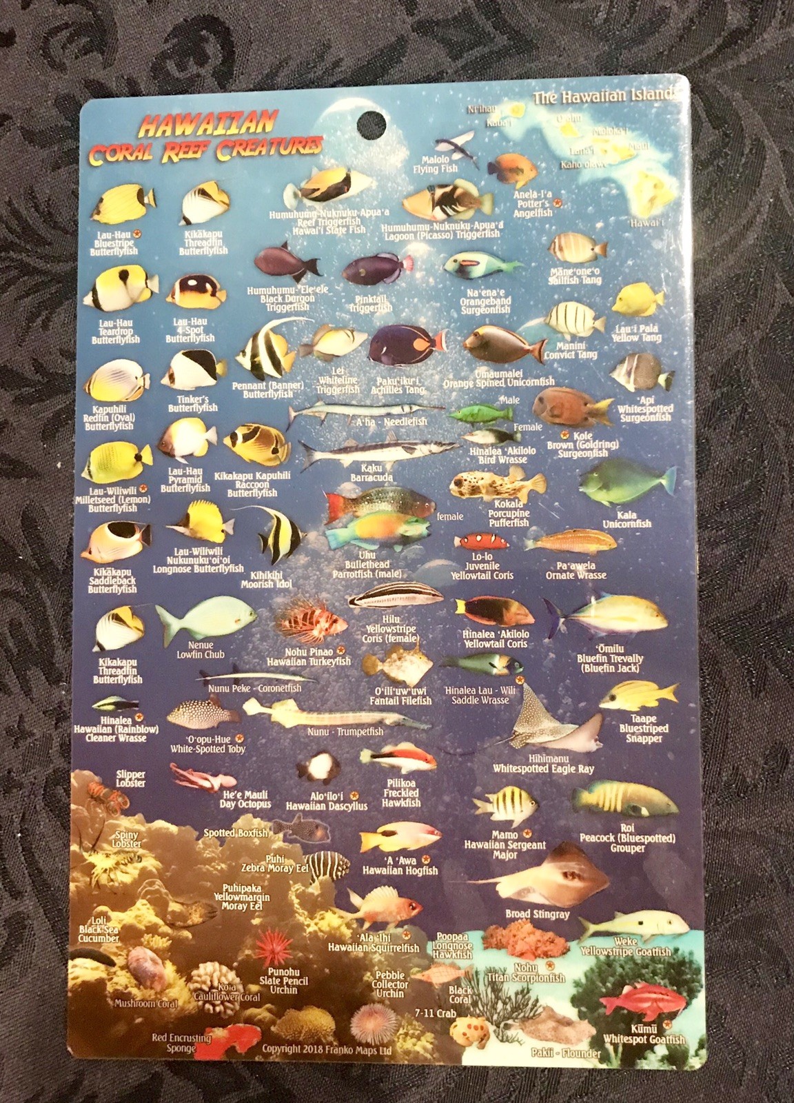 NEW Franko's Coral Reef Creatures Guide Franko Maps Laminated Fish Card
