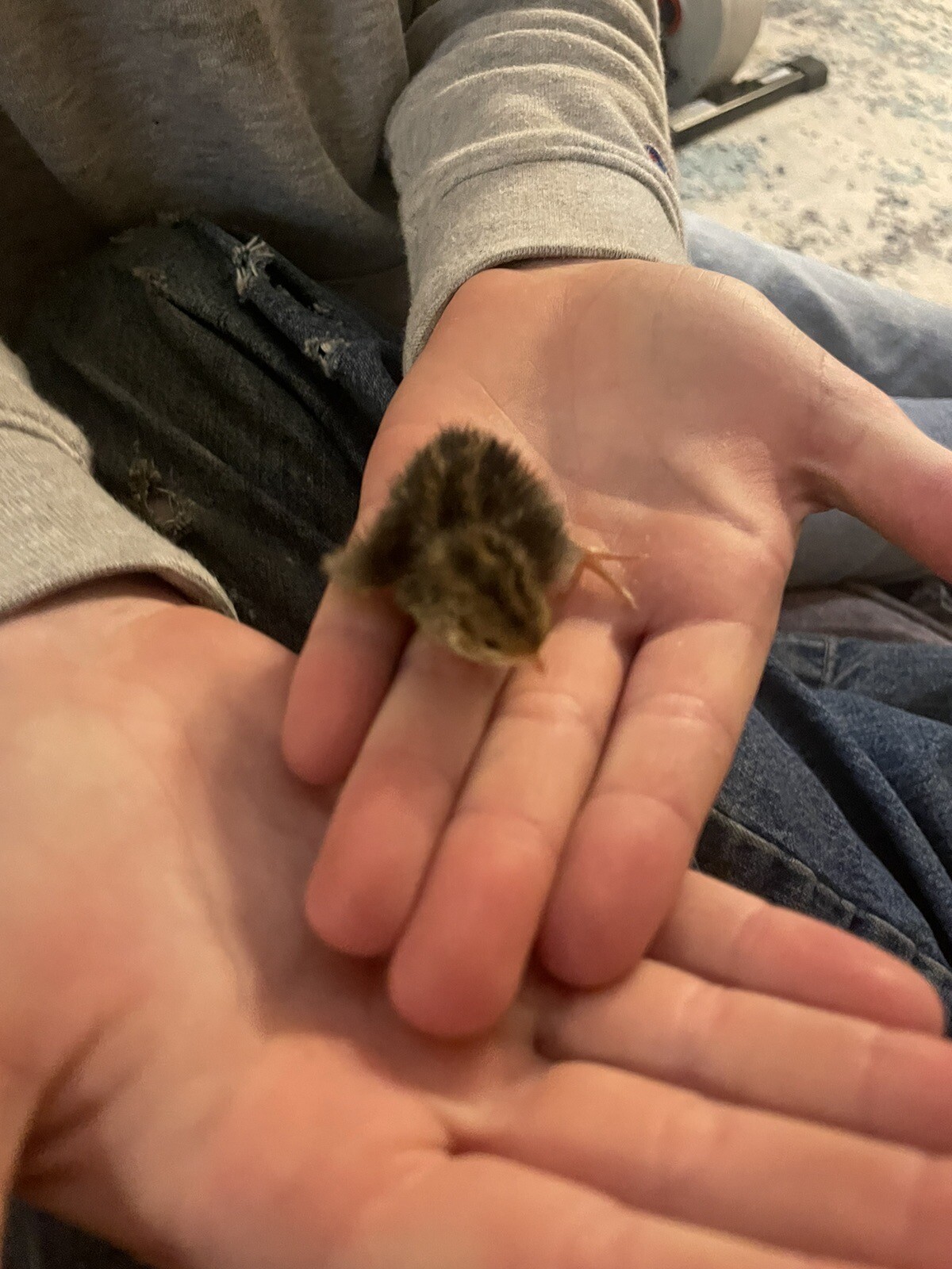 24 Fertile Button Quail Hatching Eggs