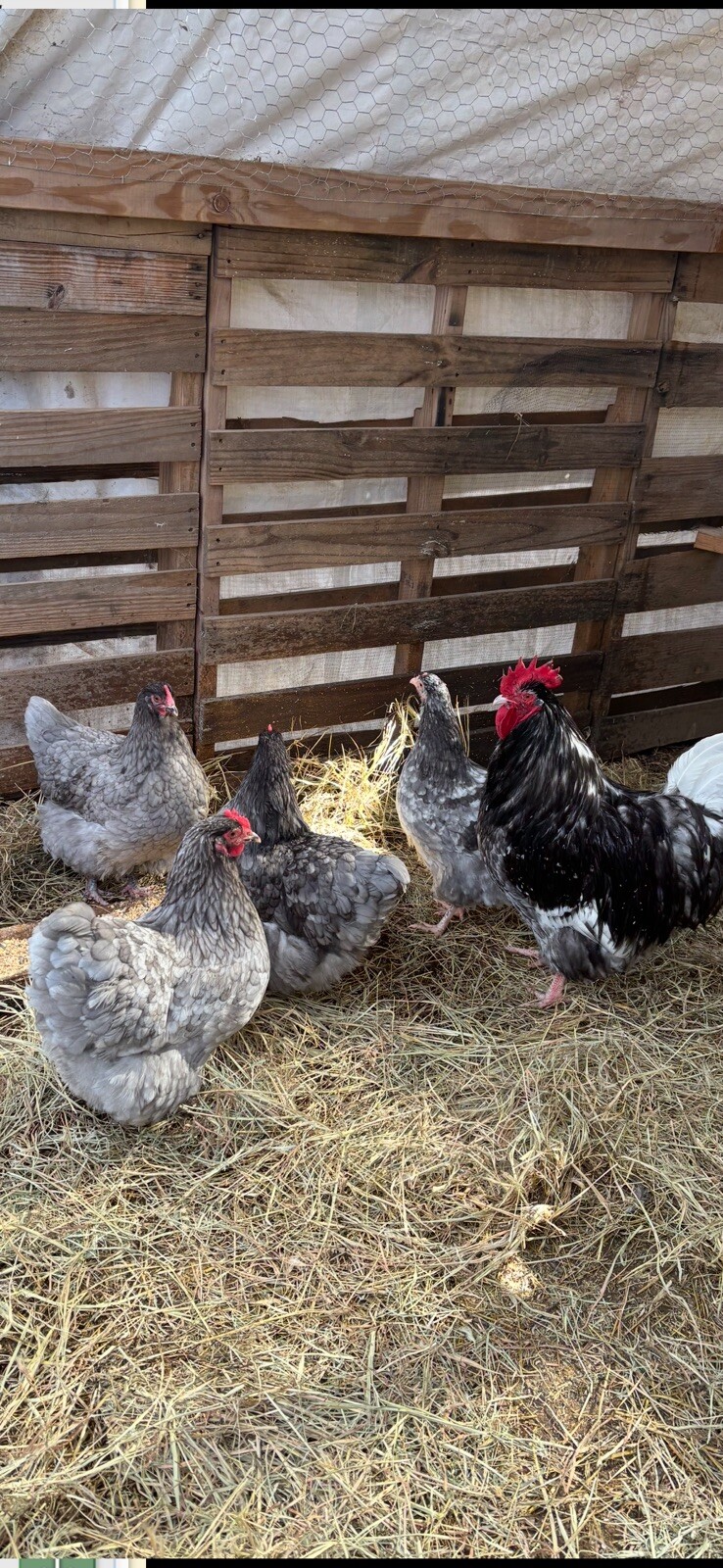 15 English Orpington Eggs BBS Jubilee, Blue Mottled, Chocolate, ChocSilver Laced