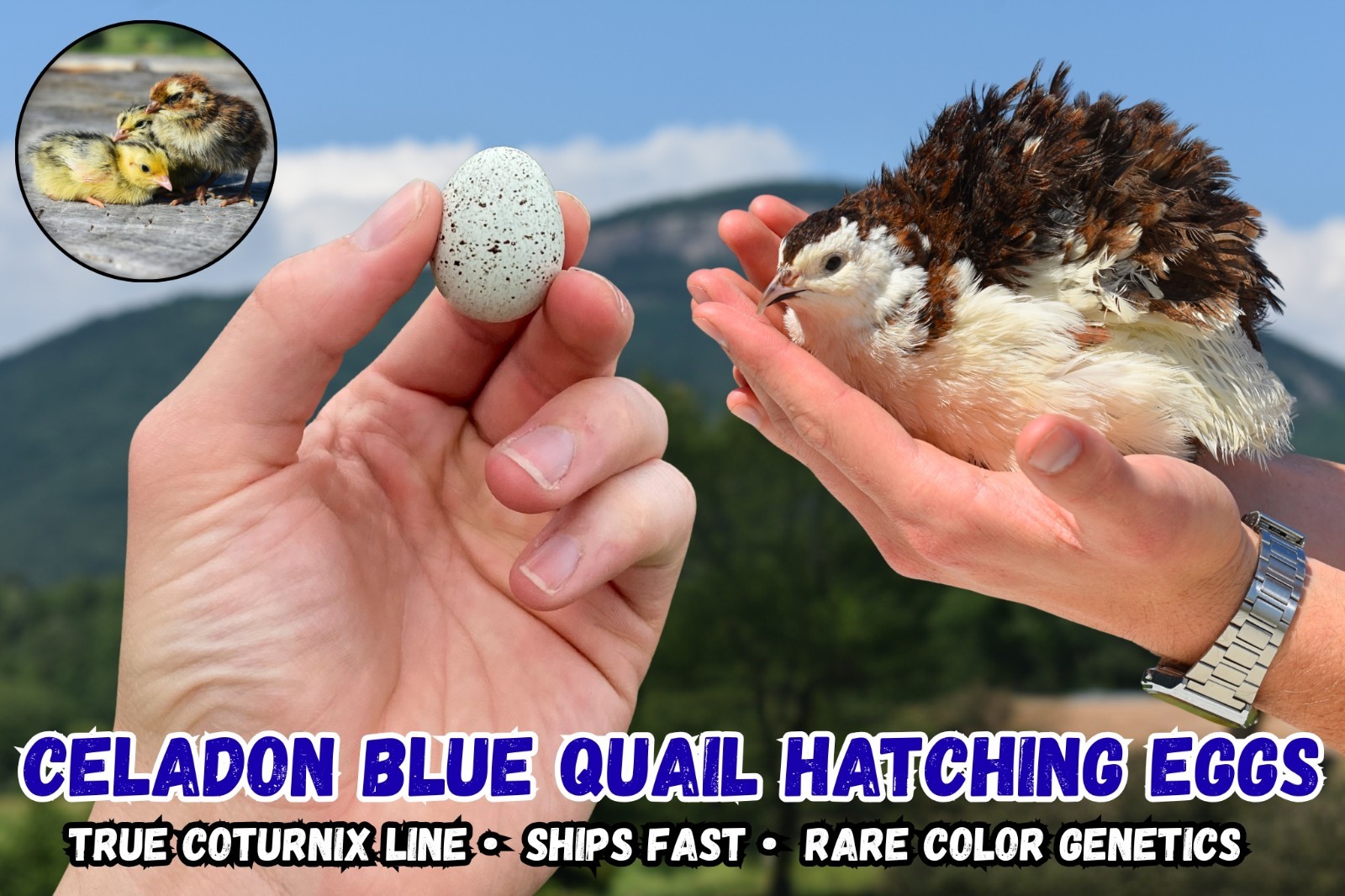 20 Fertile Celadon Blue Coturnix Quail Hatching Eggs – True Line, Ships Fast