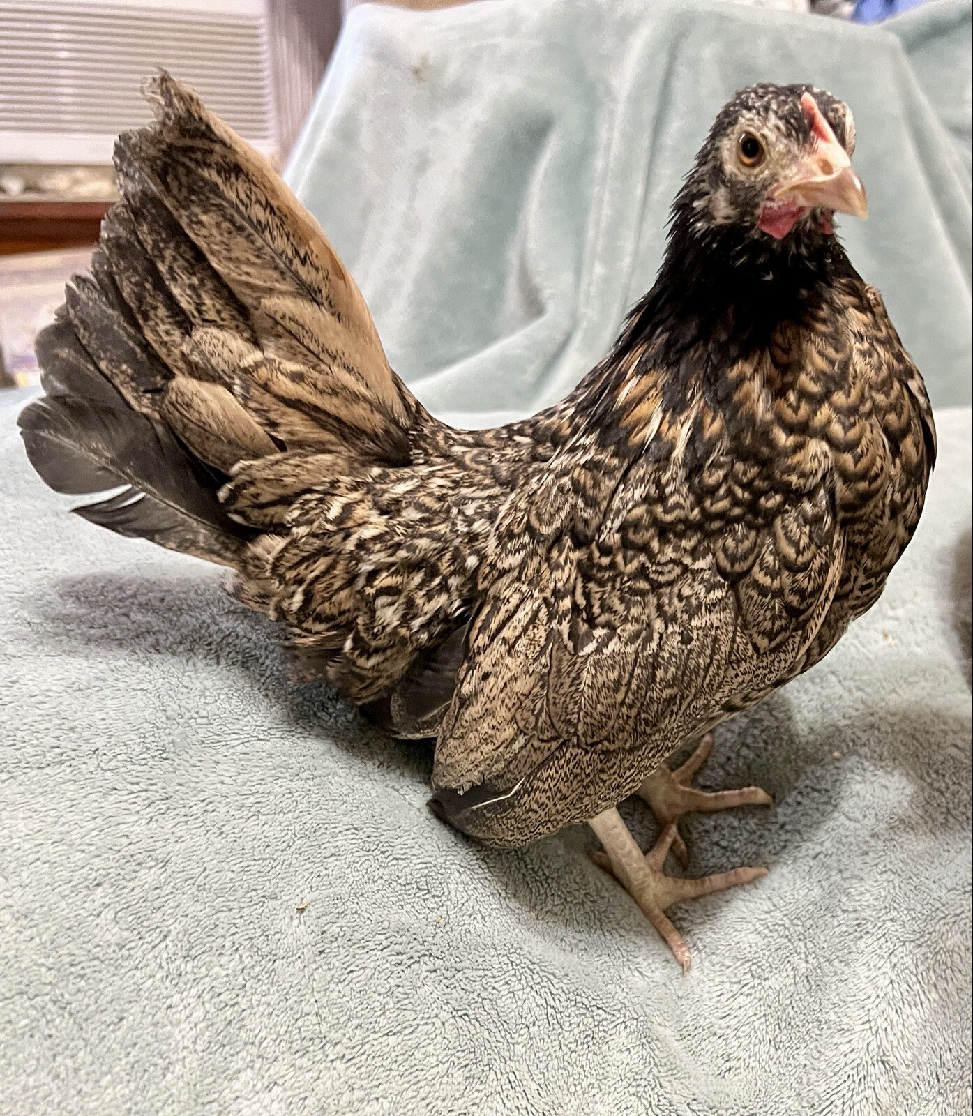 4+2 Extra🐣 💯 PURE Serama Hatching Eggs ❣ **assortment (Hen's Choice)***￼