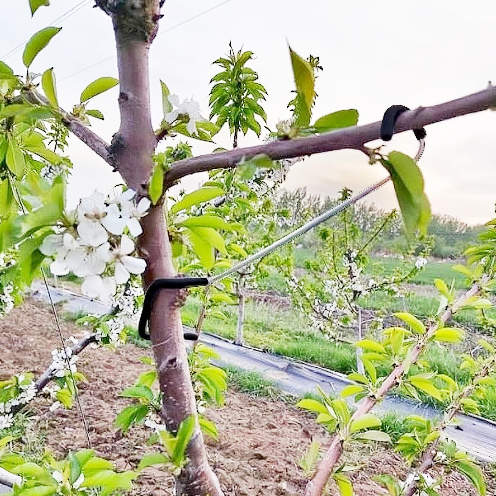 20PCS Fruit Tree Limb Spreaders Durable Support for New Branches 7 inches