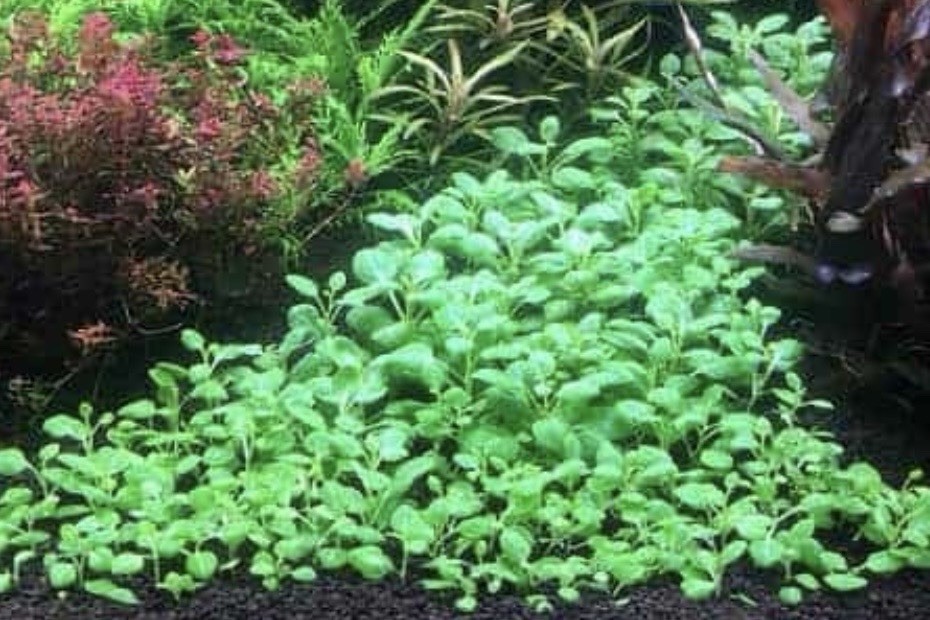 LOBELIA CARDINALIS (Cardinal Plant)- potted - easy aquarium plant