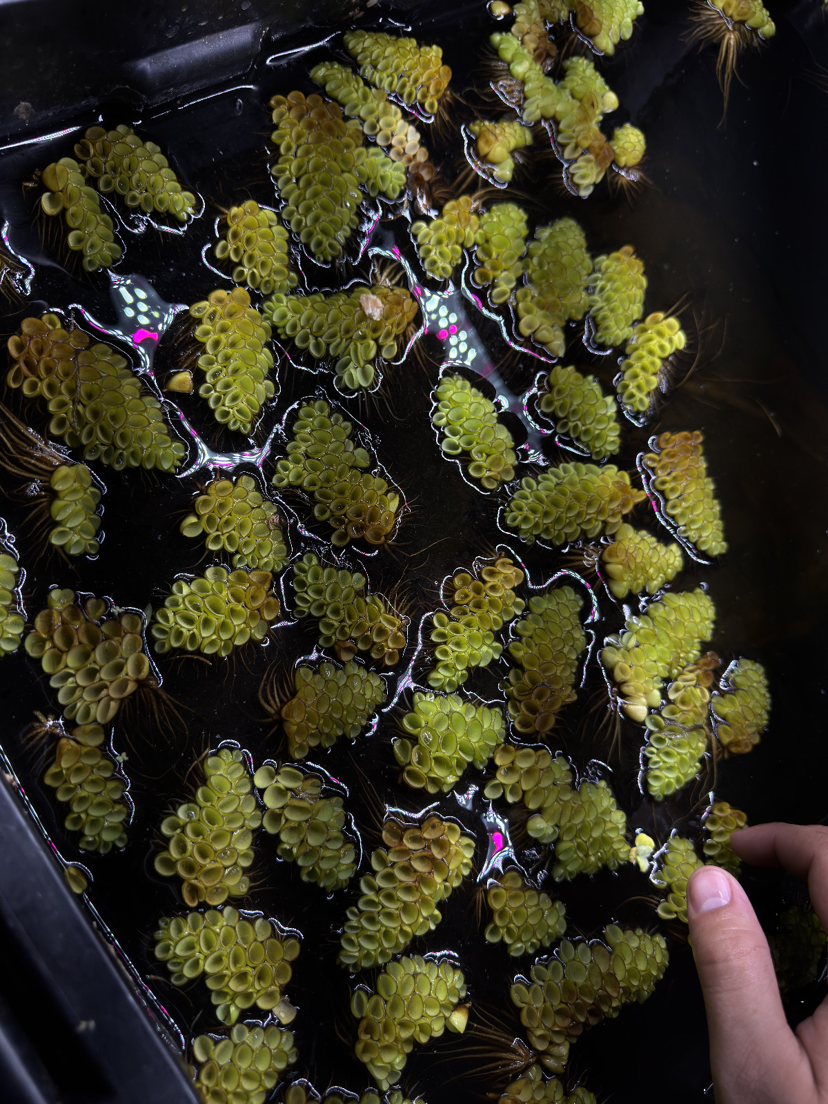 Salvinia Cucullata Water Spangles Live Aquarium Plant Buy 45+ Leaves