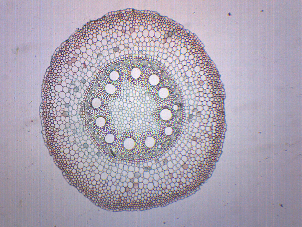 Monocot & Dicot Root - Prepared Microscope Slide - 75x25mm - Eisco Labs
