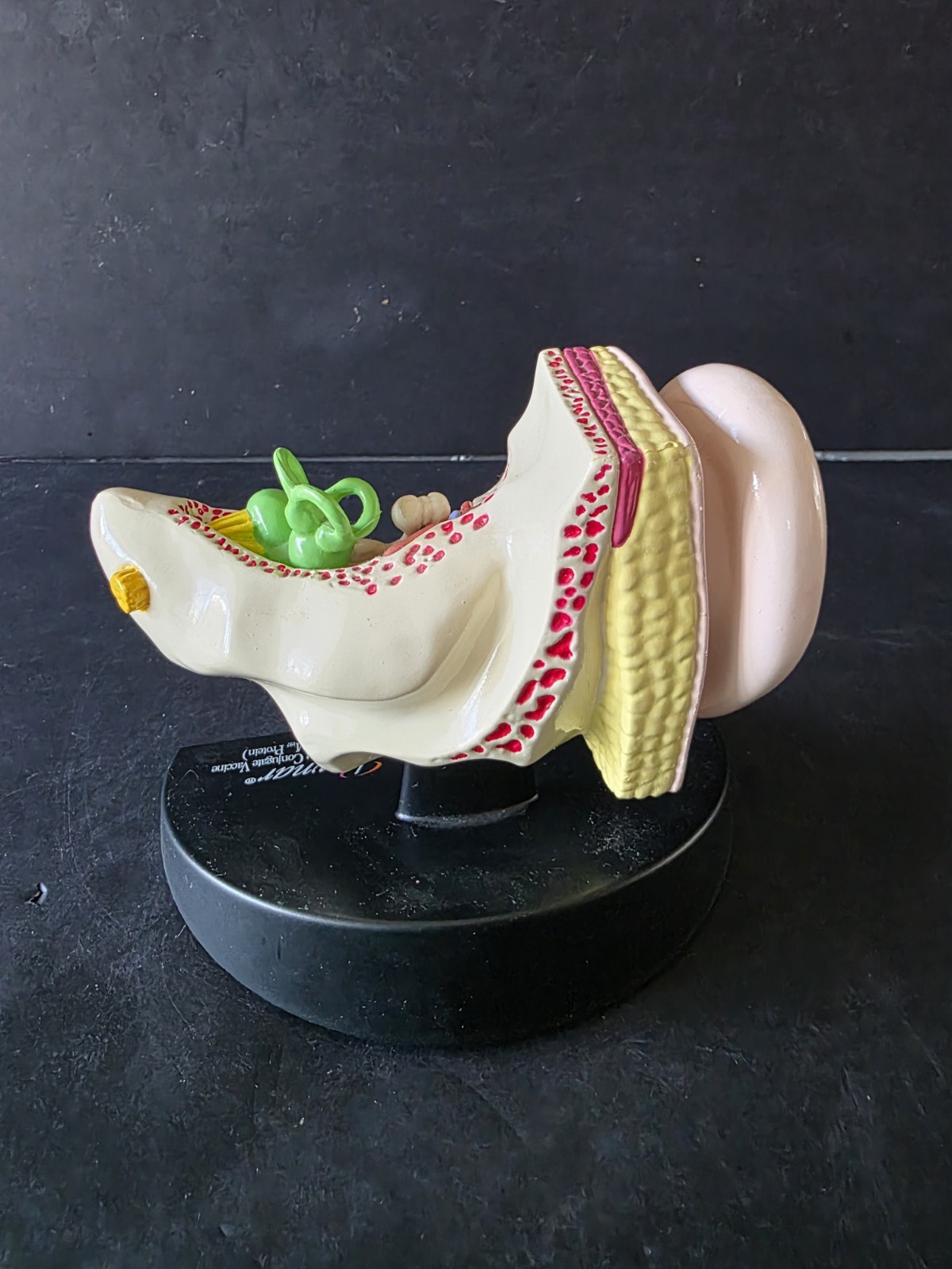 3D Scientific Human Ear Anatomical Display Model Inner Canal Pharma Design 2001