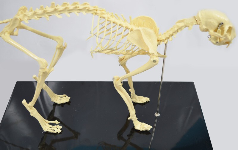 Education Model Cat Feline Skeleton Anatomical Model Standard Size TeachingModel