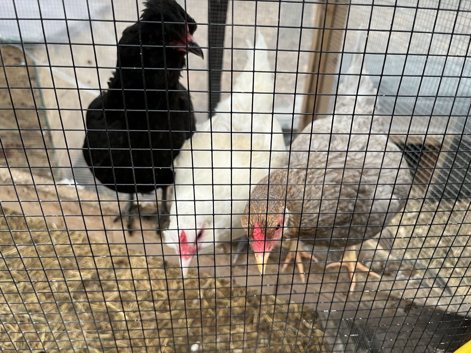 16 + Hatching Eggs Sampler - Easter Egger, Marans, Wyandotte, Ameraucana