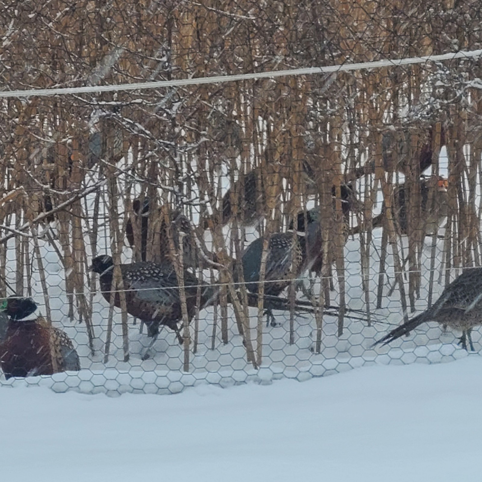 48 Ringneck Pheasant Fertile Hatching Eggs.