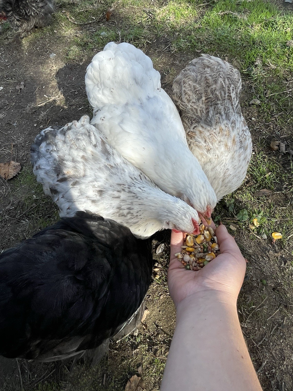 Bantam Cochin Hatching Eggs