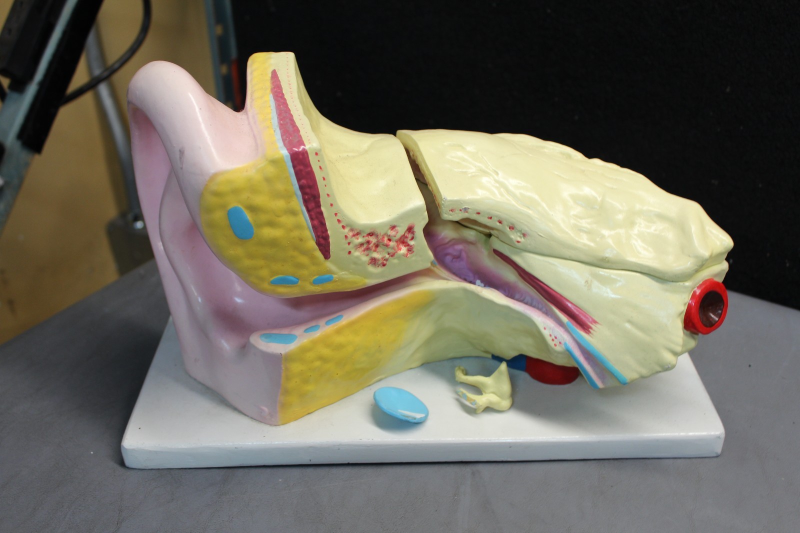 Vintage EAR Educational Model Anatomical Medical Model