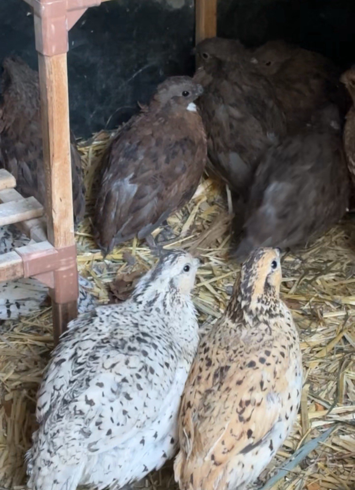 24+ Mixed Bobwhite Hatching Eggs