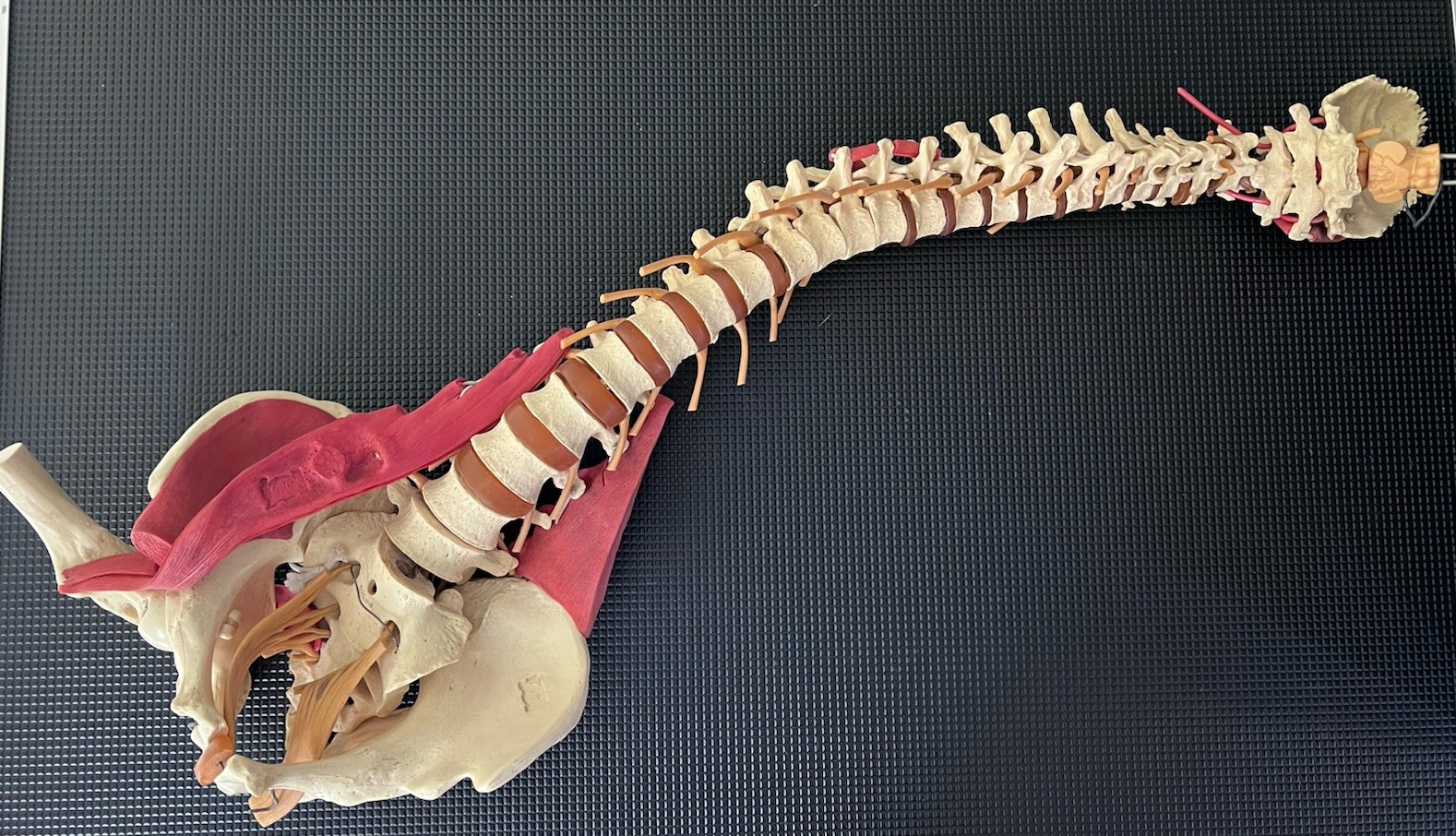 VTG Anatomical Spinal Column Nerves Muscles Model Life Sized Torso