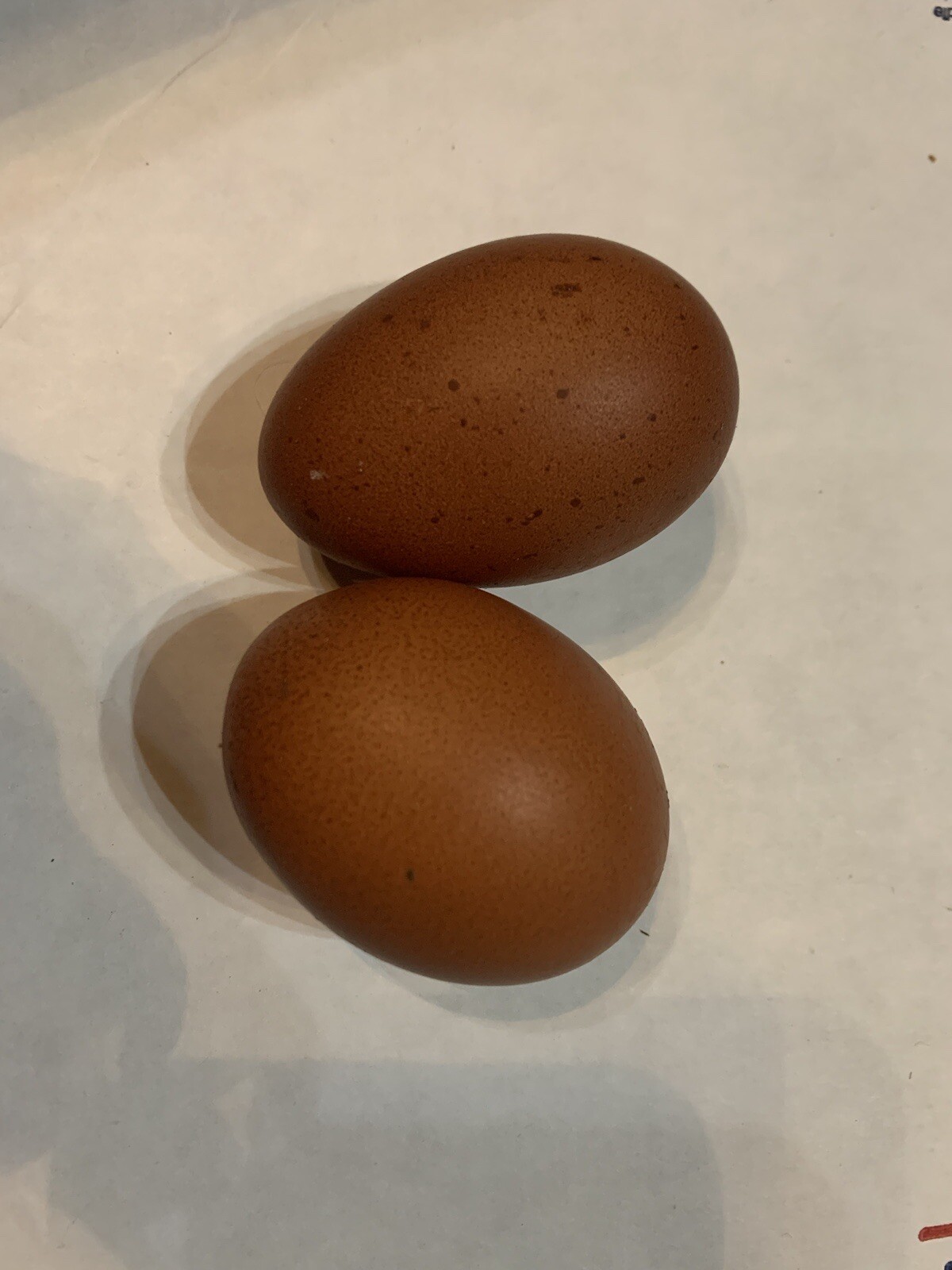 12 Fertile Chicken Hatching Eggs Barnyard Mix Fresh Possible Frizzle Olive Egger