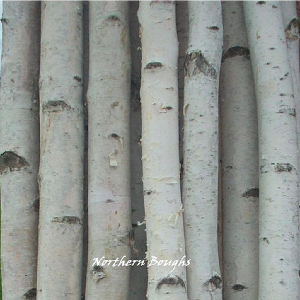 4 Thick White Birch Poles 7'