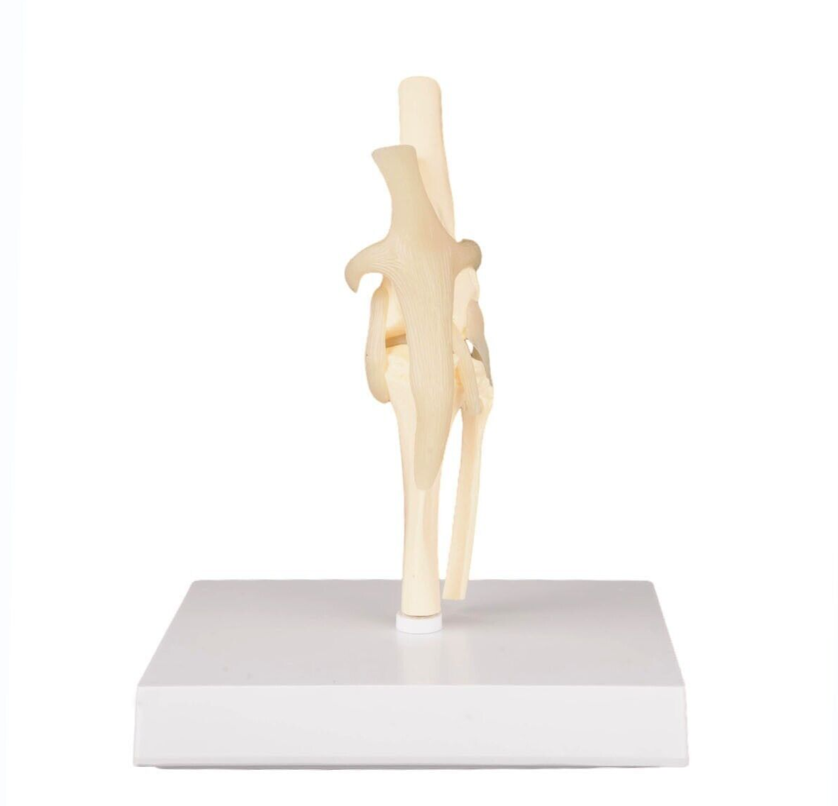 Dog Knee Joint Model Bone Animal Bone Specimen Veterinary Teaching Tools