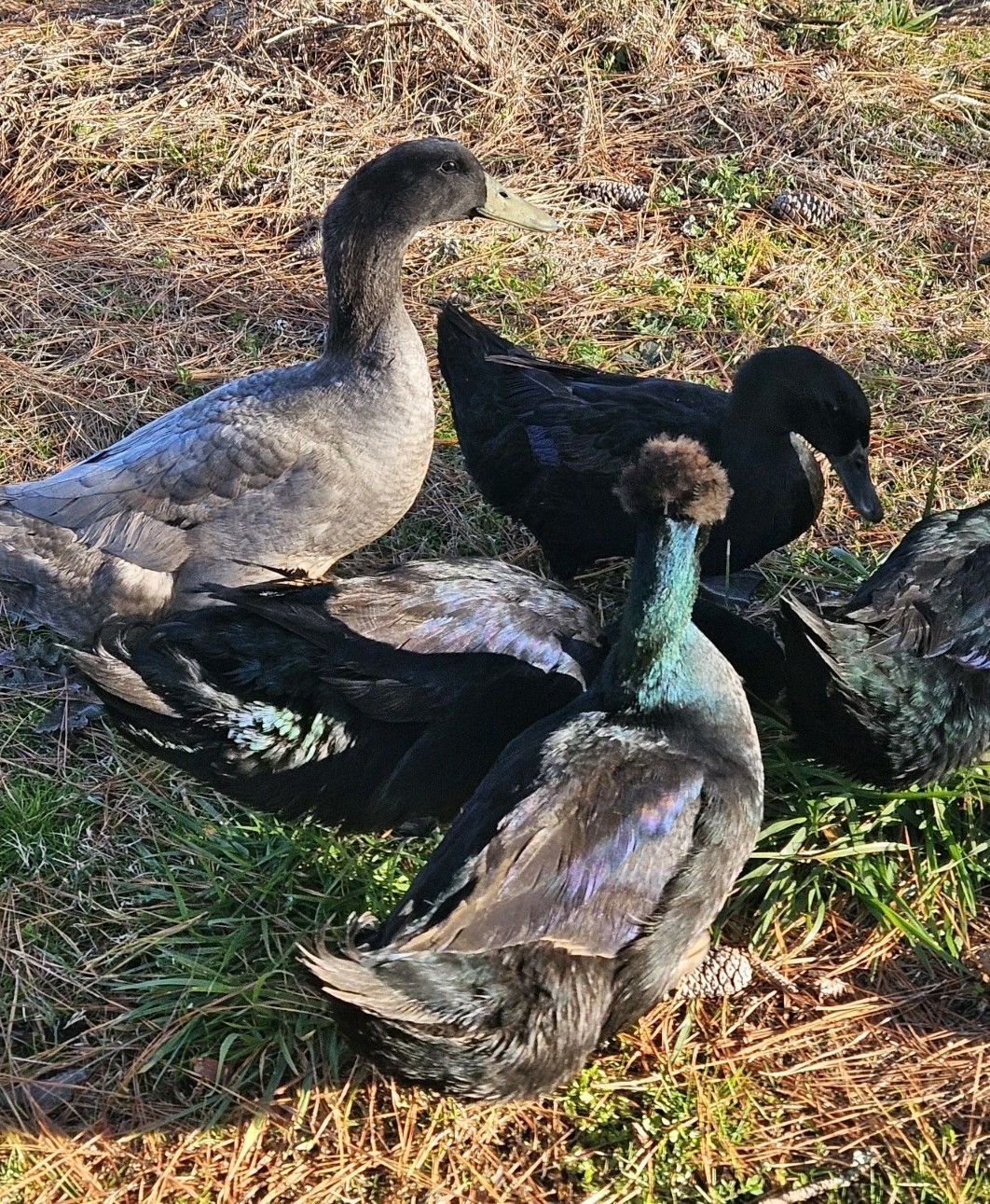 6 Cayuga Duck Hatching Eggs – NPIP – Fertile Eggs