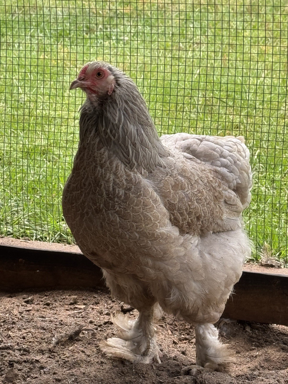 6+ Blue/Black/Splash SILVER/GOLD Partridge Brahma Hatching Eggs
