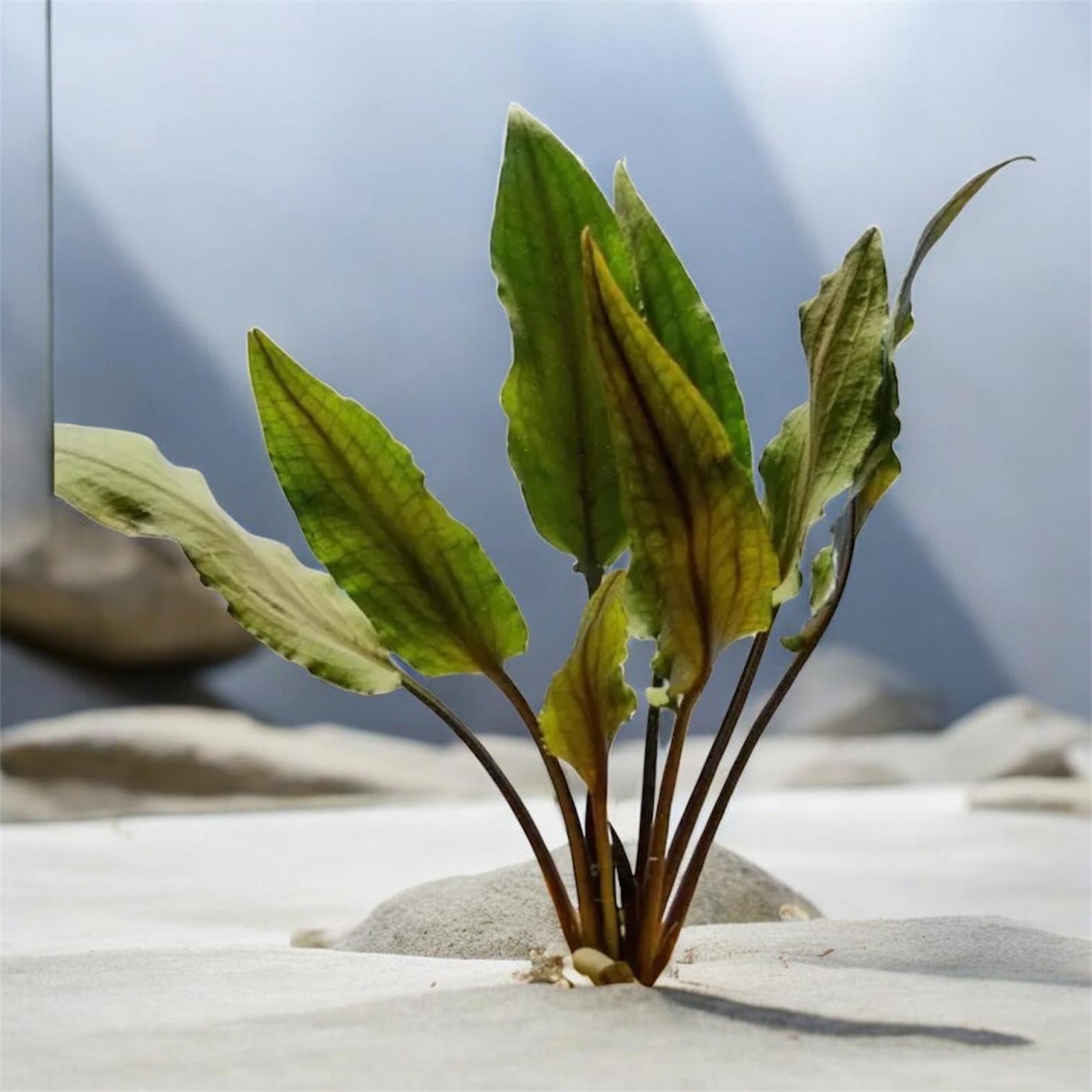 Cryptocoryne Wendtii Brown • Beginner Low Light Aquarium Plant