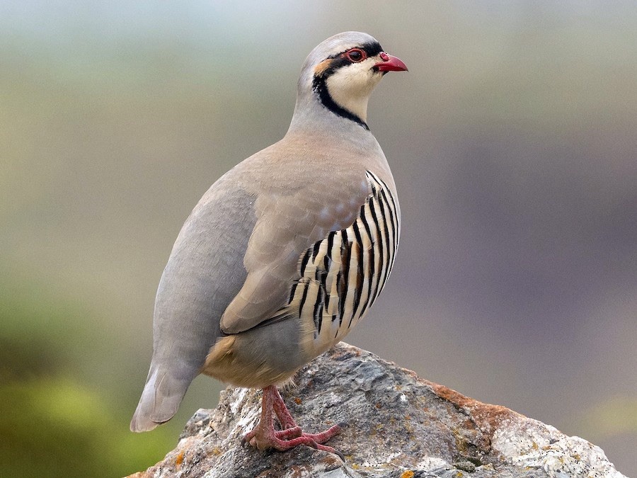 12+ Chukar Partridge Hatching Eggs