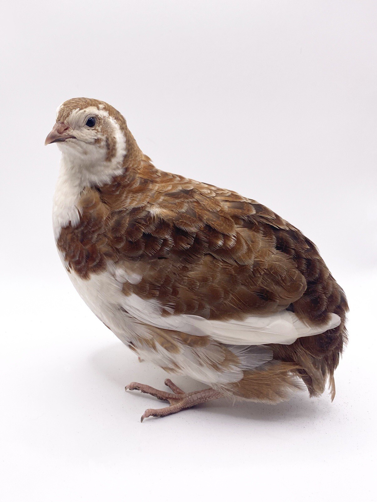 20+ Celadon Coturnix Quail Hatching Eggs - Blue Egg Layers