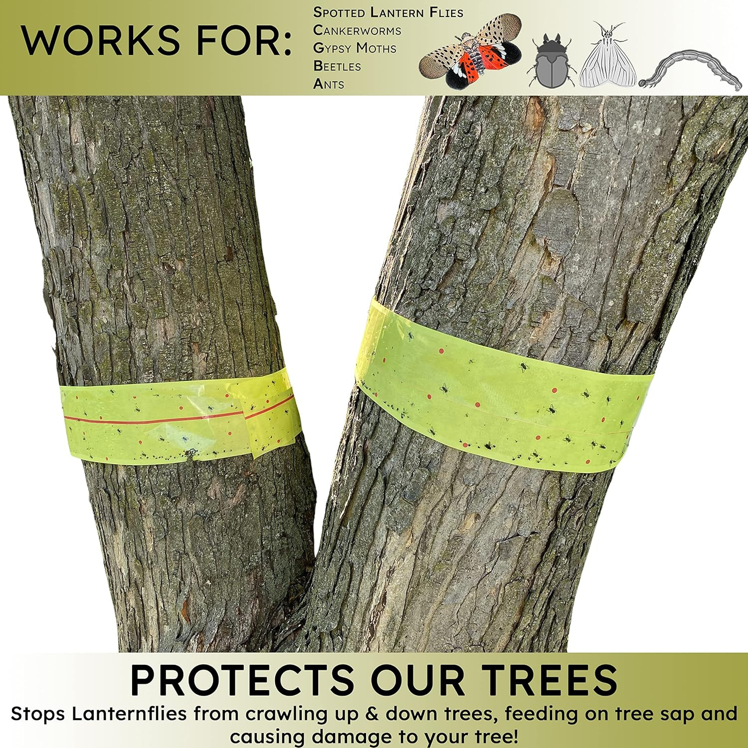 , Spotted Lantern Fly Tree Trap - 4 Rolls (30 Feet Each Roll) - Lanternfly Tree