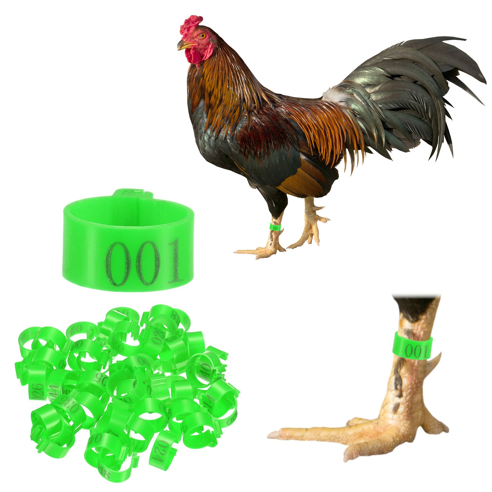50-Pack Chickens Leg Bands, 16 mm Plastic Chicken Leg Rings [Green]