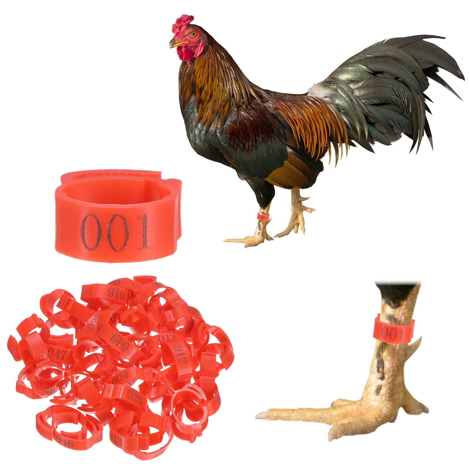 50-Pack Adjustable Chickens Leg Bands, 17-22 mm Plastic Chicken Leg Rings [Red]
