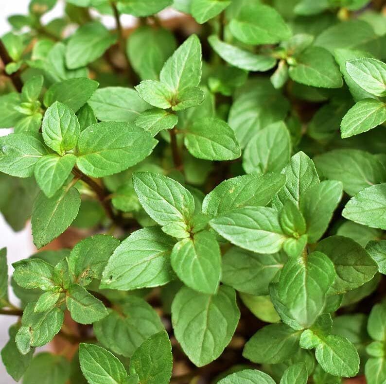 Votaniki Chocolate Mint Plant - Mentha Piperita CV ‘Chocolate Mint’ Live Plant