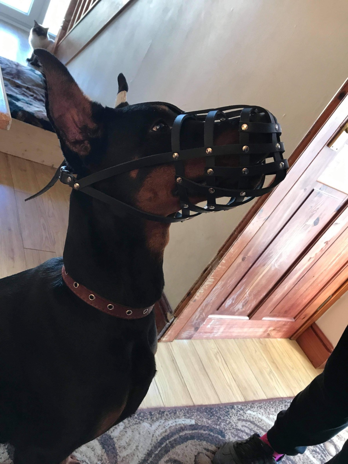 Light Leather dog muzzle Doberman Pinscher and Other similar snouts