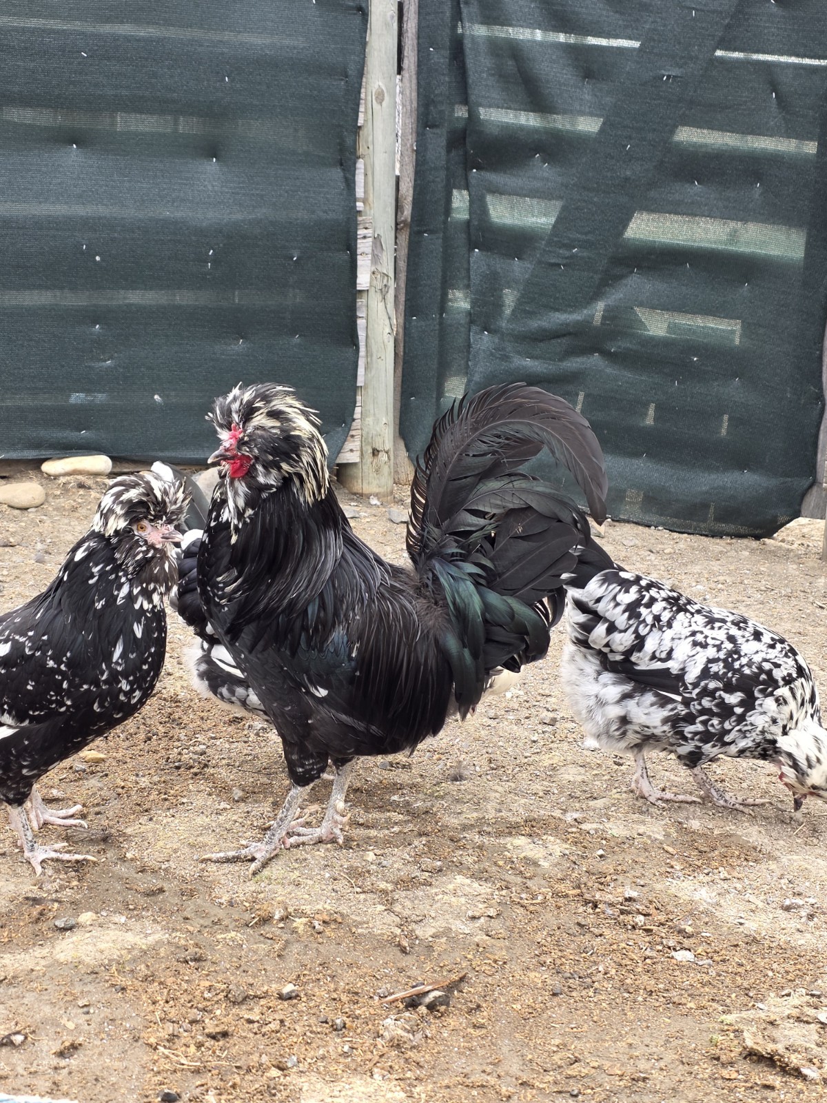 12plus mottled houdan hatching eggs