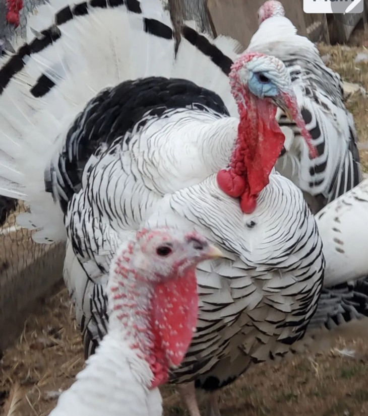 6 Royal Palm Turkey  Hatching Eggs