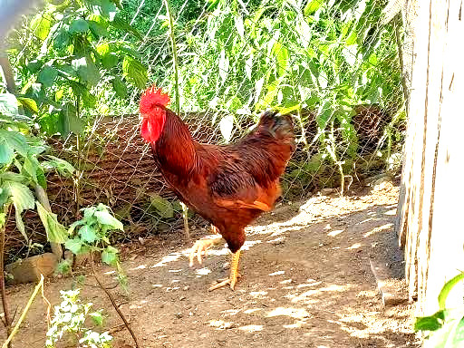 18 Purebred Rhode Island Red Chicken Fertile Hatching Eggs