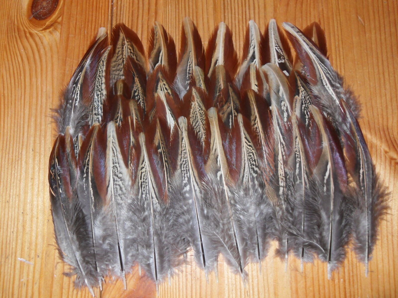 50 LARGE COCK PHEASANT OUTER WING  FEATHERS.5" FLY TYING .ART&CRAFT,JEWELLERY