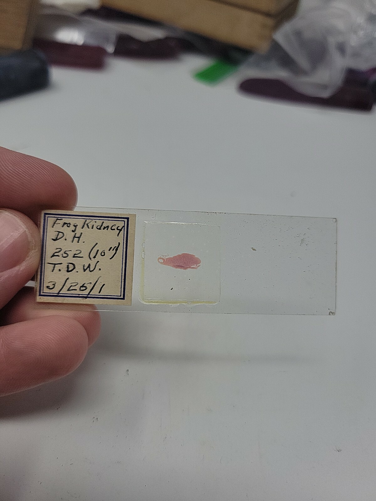 Vintage Microscope Slide 1941